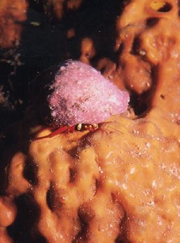 Hermit Crab on an Orange Sponge. Was taken with a Nikonos... by Jason Llewellyn 